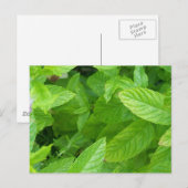 Minze Postkarte (Vorne/Hinten)