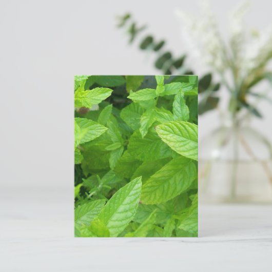 Minze Postkarte (Stehend Vorderseite)