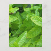 Minze Postkarte (Vorderseite)