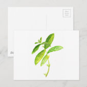 Minzkraut Wasserfarbe Minze Druck Postkarte (Vorne/Hinten)