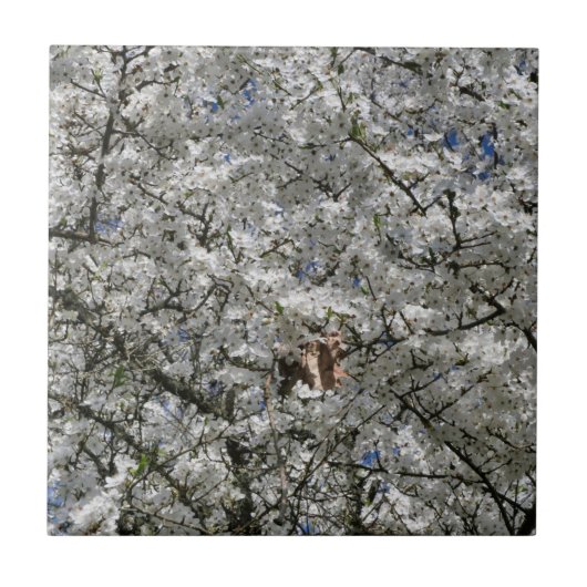 Mirabelle Blossom Keramik Tile Fliese (Vorderseite)