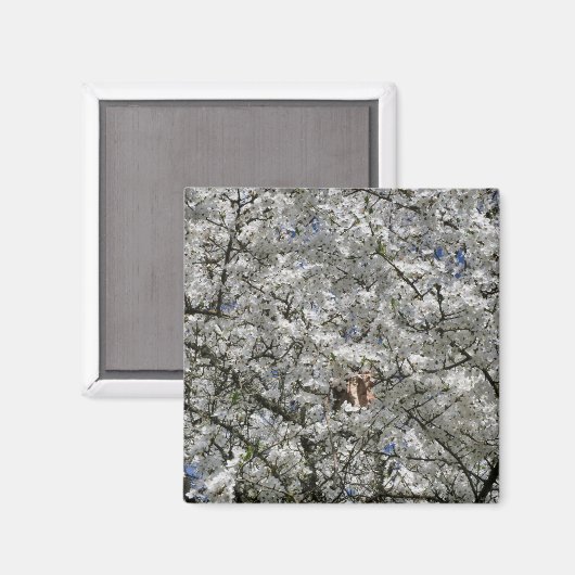 Mirabelle Blossom Kühlschrankmagnet (Vorderseite/Rückseite)