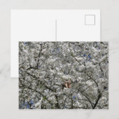 Mirabelle Blossom Postcard Postkarte (Vorne/Hinten)