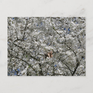 Mirabelle Blossom Postcard Postkarte