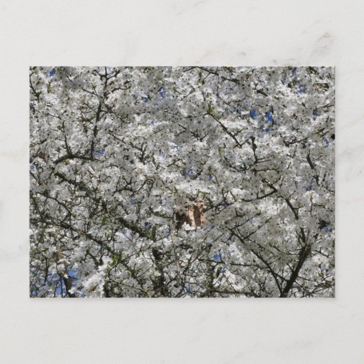 Mirabelle Blossom Postcard Postkarte (Vorderseite)