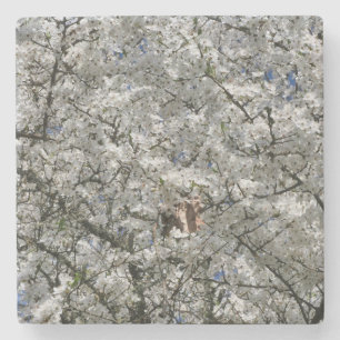 Mirabelle Blossom Stone Untersetzer