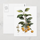 Mirabelle-Pflaume Postkarte (Vorne/Hinten)