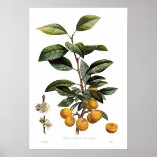 Mirabellenpflaume (Prunus x domestica Sorten Poster