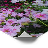 Miracle Garden, Dubai, VAE Poster (Ecke)