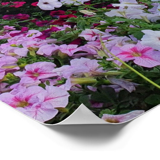 Miracle Garden, Dubai, VAE Poster (Ecke)