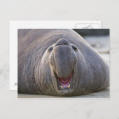 Mirorounga_angustirostris Postkarte (Vorne/Hinten)