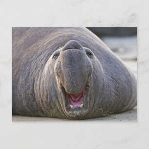 Mirorounga_angustirostris Postkarte