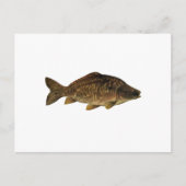 Mirror Carp Postkarte (Vorderseite)