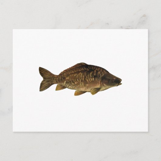 Mirror Carp Postkarte (Vorderseite)