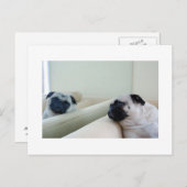 Mirror Mops Postcard Postkarte (Vorne/Hinten)