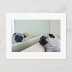 Mirror Mops Postcard Postkarte