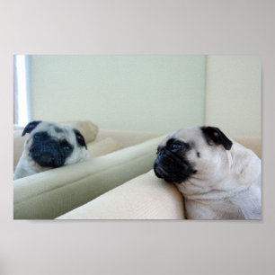 Mirror Mops Poster