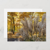 Miscanthus Maiden Grass Silver Plumes im Herbst Postkarte (Vorne/Hinten)