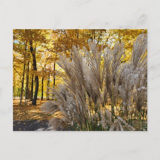 Miscanthus Maiden Grass Silver Plumes im Herbst Postkarte (Vorderseite)