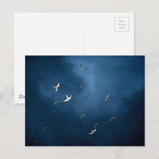 Miscellaneous - Arctic Tern & Blue Sky Pattern Postkarte (Vorne/Hinten)