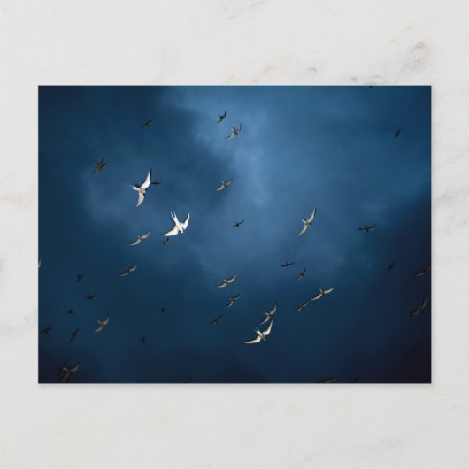 Miscellaneous - Arctic Tern & Blue Sky Pattern Postkarte (Vorderseite)