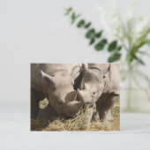 Miscellaneous - Hungry Black Rhinoceros Pattern Postkarte (Stehend Vorderseite)