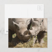 Miscellaneous - Hungry Black Rhinoceros Pattern Postkarte (Vorne/Hinten)