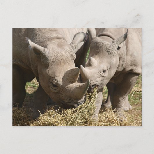 Miscellaneous - Hungry Black Rhinoceros Pattern Postkarte (Vorderseite)