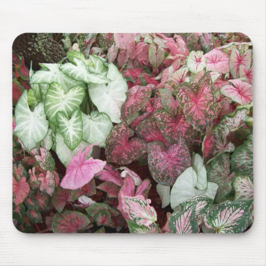 MischCaladiums Mousepad (Vorne)