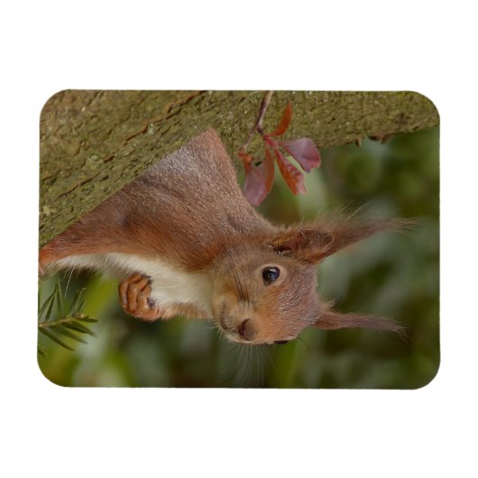 Mischeuvous Red Squirrel Magnet (Horizontal)