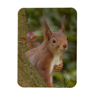Mischeuvous Red Squirrel Magnet