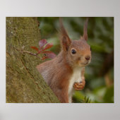 Mischeuvous Red Squirrel Poster (Vorne)