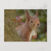 Mischeuvous Red Squirrel Postkarte (Vorderseite)