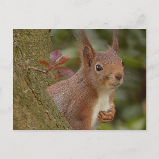 Mischeuvous Red Squirrel Postkarte (Vorderseite)