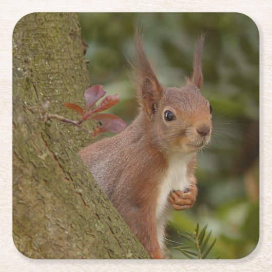 Mischeuvous Red Squirrel Rechteckiger Pappuntersetzer (Vorderseite)