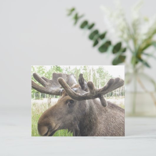 Mischievious Moose Postkarte (Stehend Vorderseite)