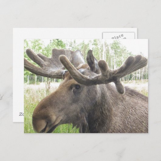 Mischievious Moose Postkarte (Vorne/Hinten)
