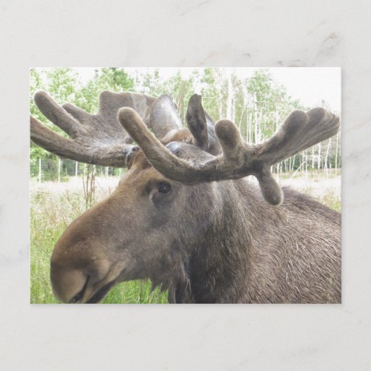 Mischievious Moose Postkarte (Vorderseite)