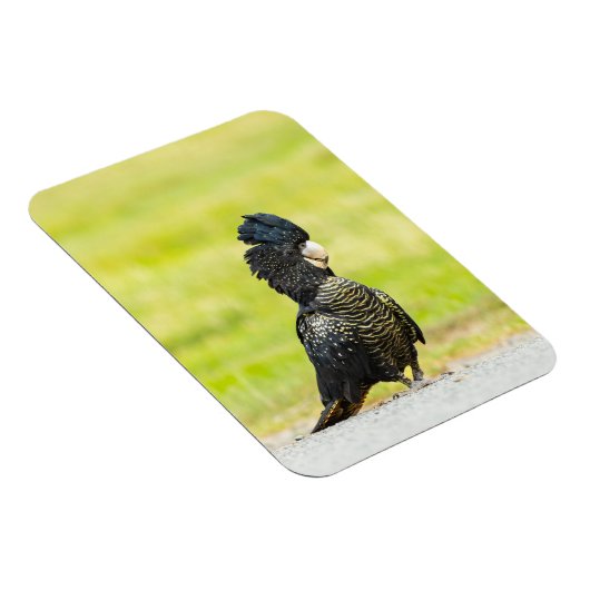 Mischievous Black Cockatoo Portrait Magnet (Rechte Seite)