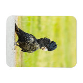 Mischievous Black Cockatoo Portrait Magnet (Horizontal)