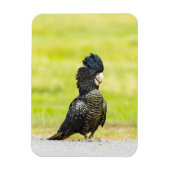 Mischievous Black Cockatoo Portrait Magnet (Vertikal)