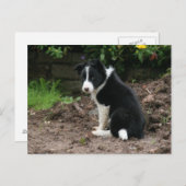 Mischievous Pup Postkarte (Vorne/Hinten)
