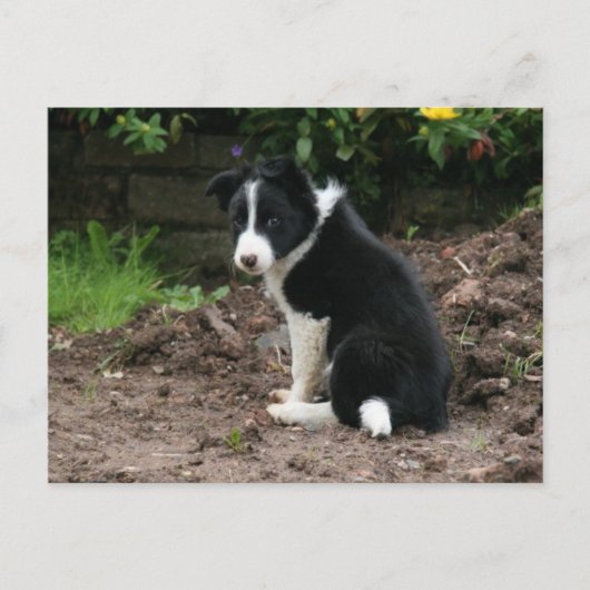 Mischievous Pup Postkarte (Vorderseite)