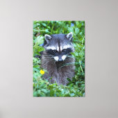 Mischievous Raccoon Leinwanddruck (Vorderseite)