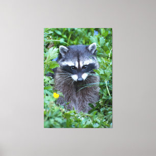 Mischievous Raccoon Leinwanddruck