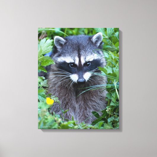 Mischievous Raccoon Leinwanddruck (Vorderseite)