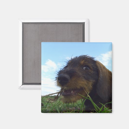 Mischous-Dackel-Welpe Magnet (Vorderseite/Rückseite)