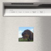 Mischous-Dackel-Welpe Magnet (In Situ (Geschirrspüler))