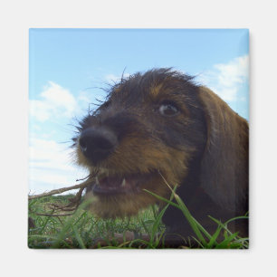 Mischous-Dackel-Welpe Magnet