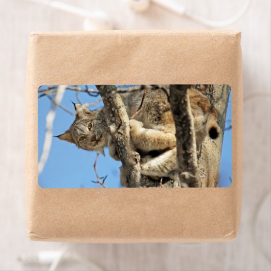 Mischous Lynx (Insitu)